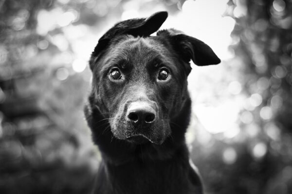 About Lucky Palace LPE App – What is LPE88?